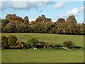 Field and trees near Leatherhead