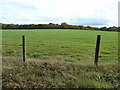 View over field to Standing Wood