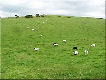 SD5684 : Sheep on Warth Hill by Richard Webb