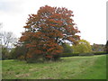 Autumn colour in St. Mary