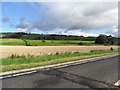 Field of corn, Madderty, Perthshire