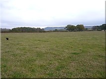 SO4891 : Open pastureland to the east of the footpath by Richard Law
