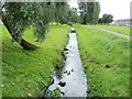 Ducks on Porset Brook, Caerphilly