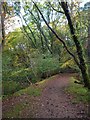 Trackway, Common Wood