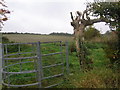 Great Durnford,  path leaves the road