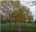 Path in Norbury Park 