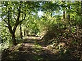NU0701 : Woodland path by James Allan