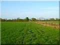 Farmland, West Challow