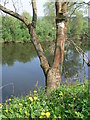 The River Severn at Knowle Sands