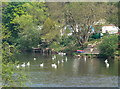 Swans at Quatford