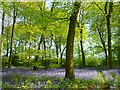 SU5678 : Portobello Wood, Aldworth by Andrew Smith