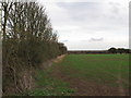 Hedgerow on field boundary