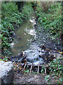 Tributary, River Crouch