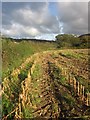 Cae indrawn / A maize field