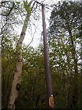 NN0046 : Two tall trees at Glasdrum by Alan Reid
