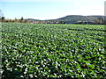 Fields near Ross-on-Wye