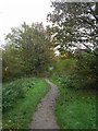 Footpath through Daffil Wood - Westwood Side