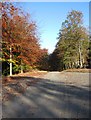 Forestry road in the Wyre Forest