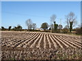 Potato field north of Mill Road