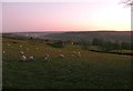 Sheep in field at dusk, West Morton