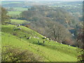 SK2066 : Walkers and sheep - Over Haddon by Chris Allen
