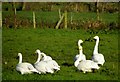H9694 : Whooper swans, Ballydermot by Kenneth  Allen