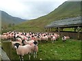 Sheep at Hartsop