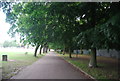 Avenue of trees, Faversham Recreation Ground