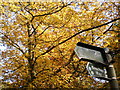 Autumnal colours on the Beeches Way