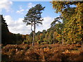 Autumn colours at Burnham Beeches