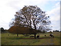 Horses in Bulstrode Park, Gerrards Cross