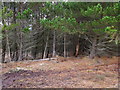 NH2159 : Trees on the edge of the forest in Strath Bran by ian shiell