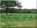 Maize crop, Shobdon