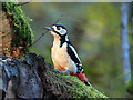 NX3457 : Greater spotted woodpecker by David Baird
