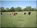 SP1665 : Mixed herd near Preston Green by Robin Stott
