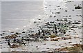 Pale-bellied Brent geese at Callernish