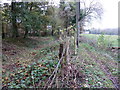 Overgrown Wey and Arun Canal