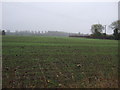 Farmland north off Lound