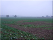 SK7176 : Farmland near Gamston by JThomas