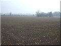 Farmland Wheatley Field