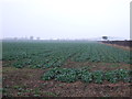 Farmland near South Leverton