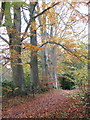 A magnificent stand of beech trees in the footpath to Ham Road