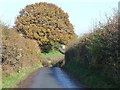 Tree  alongside The Balk