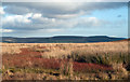 NY9522 : Boggy terrain on moorland south-east of Grassholme Reservoir by Trevor Littlewood
