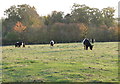 Belted Galloway cattle at Newton Harcourt