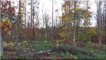 NT5370 : Playmuir Wood by Richard Webb
