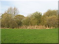 A boggy pond filled with bulrushes and willow