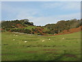 Galloway pasture at Boreland