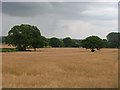 Oilseed rape crop