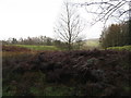 Bracken, pasture and plantation